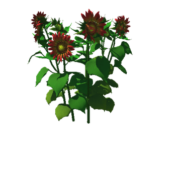Flower_helianthus annuus05